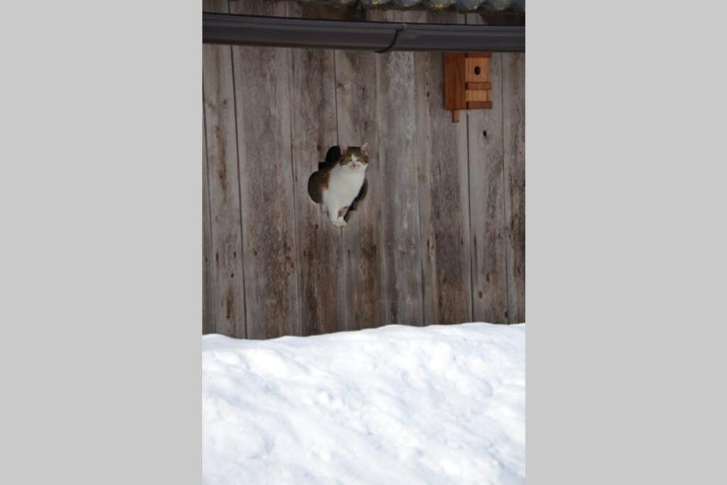 Charmantes Gaestehaus Am Waldrand In Alpiner Lage Siehe Auch Zweites Objekt Gaestewohnung In Altem Bauernhaus Stanz Im Murztal 外观 照片